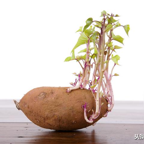 数字世界的奇迹探索，最新英语美文欣赏