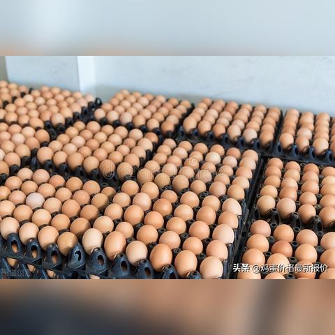 饶阳蔬菜行情实时更新，最新价格走势分析