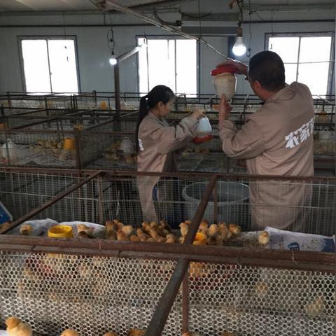 土鸡市场走势分析，最新行情报告
